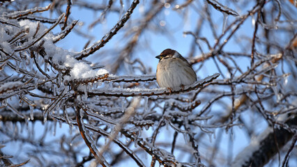 beautiful bird plump sparrow sitting on branches covered with hoarfrost in winter garden. A bird in winter in cold weather. The branches are covered with ice. A sparrow close-up. freezing outside