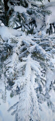 fir, branches, frost, snow, winter, evergreen, cold, icy, nature, holiday, Christmas, pine, forest, serene, white, green, crisp, outdoor, seasonal, December, January, fresh, frozen, minimal, rustic, d