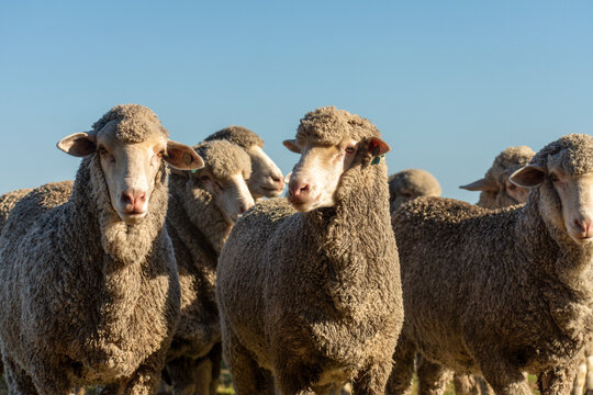 Borregas Merino Australiano