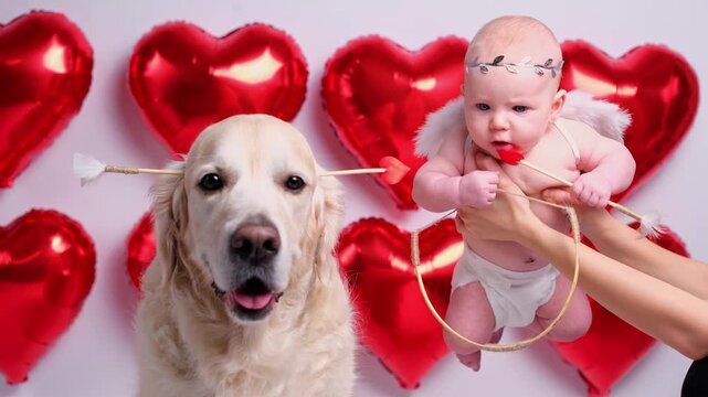 A kid in a cupid costume poses with his friend, a fluffy golden retriever, against a background of red balls in the shape of hearts. Friendship between a dog and a child. A concept for Valentines Day.