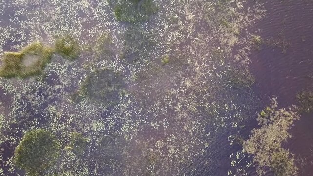 Emerging aquatic plants in the shallows of a bay in Sweden, top-down drone clip