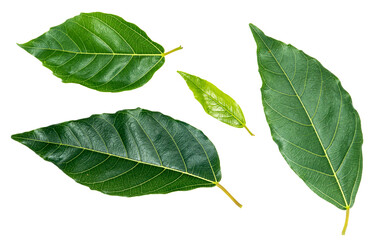 Obraz premium leaf isolated on white background with clipping path