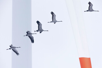 Fototapeta premium A flock of common cranes (Grus grus) in flight near wind turbines.