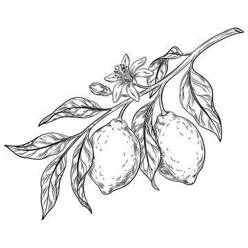 Citrus lemon, lime, bergamot fruit hand drawn sketch vector illustration. Citrus vegan ingredient collection isolated on white background. Citrus fruits.