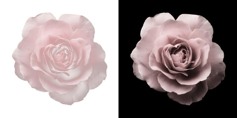 Blush Pink Rose Blossom on Black Background
