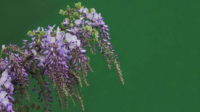a wisteria branch on a green screen