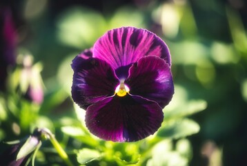 Vibrant purple pansy in bloom
