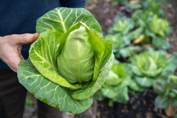 Farmer's hands holding a freshly harvested green cabbage in the field