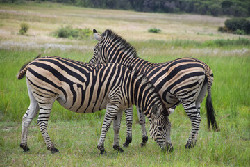 Fototapeta premium Zebras in a nature reserve in Africa