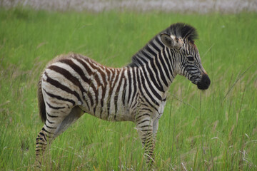 Fototapeta premium A young zebra in a nature reserve in Africa