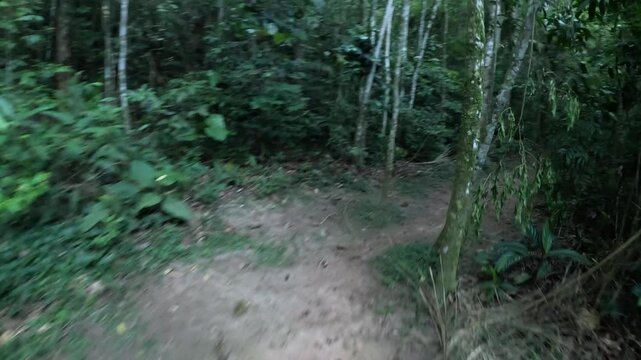 bosque
