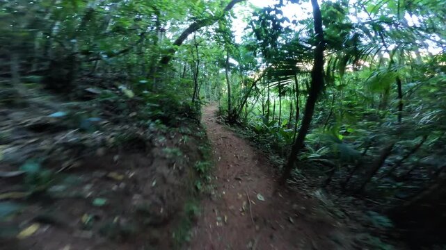 bosque
