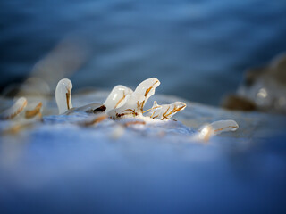 Fototapeta premium Beam - After an ice storm in Dallas, sunset lit up a river bank. Plants were covered by ice and snow flakes. It's so beautiful in this macroworld. Seasonal change tells me life will continue.