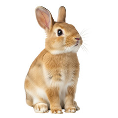 Obraz premium Adorable brown rabbit with white markings sitting isolated on transparent background