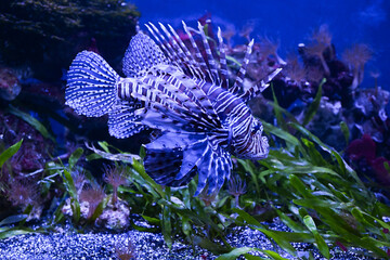 Zebra lionfish swims underwater with its fins spread