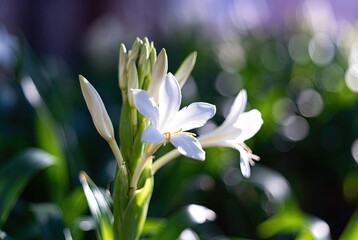 Obraz premium Delicate white flower in lush green garden