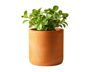 Fototapeta premium A potted plant with vibrant green leaves Isolated Transparent Background, PNG
