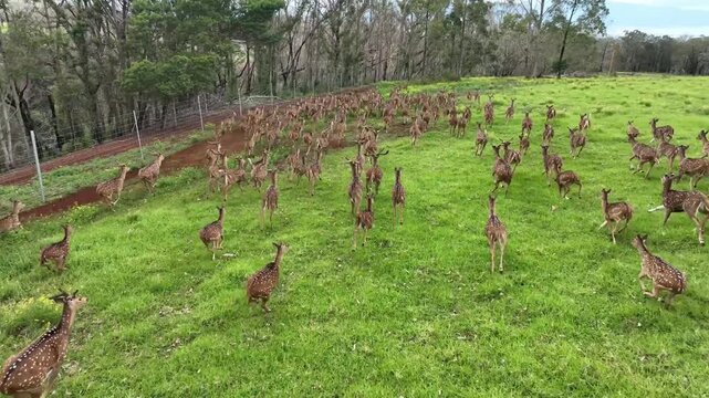 Heard of deer drone aerial video up country maui, hawaii  4