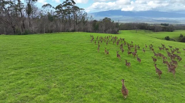 Heard of deer drone aerial video up country maui, hawaii  3