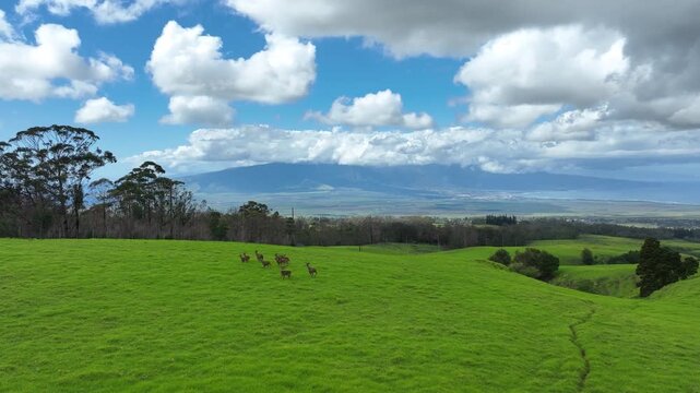 Heard of deer drone aerial video up country maui, hawaii  2