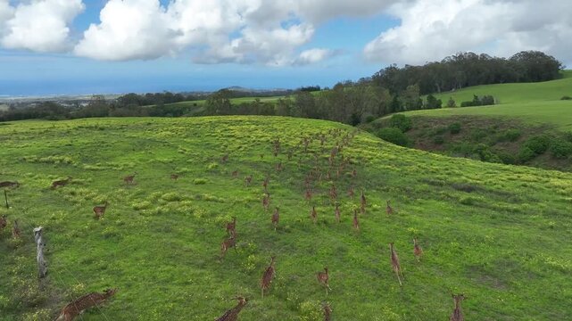 Heard of deer drone aerial video up country maui, hawaii 