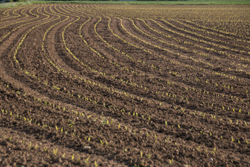 sillons dans une terre labour&eacute;e et cultiv&eacute;e, pousses du printemps, semis en agriculture dans un champ