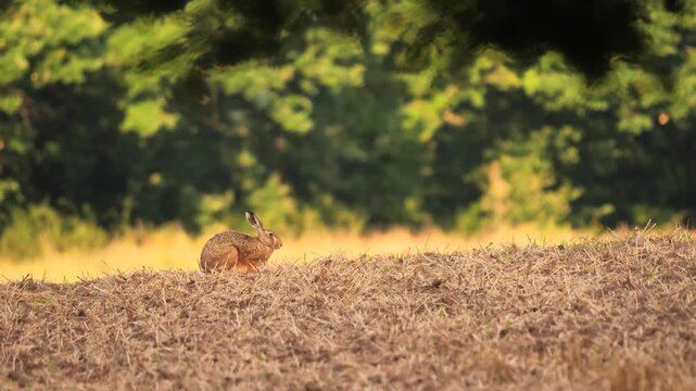 European Hare sitting on a field and eating (Lepus Europaeus)