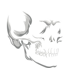 Obraz premium Detailed vintage art silhouette of a human skull depicted in a realistic black and white 