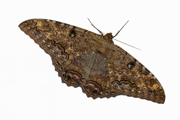 Black Witch Moth on white background