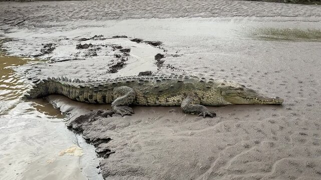 American Crocodiles on the River Tarcoles in Costa Rica