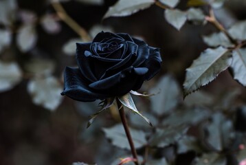 Single dark rose bloom