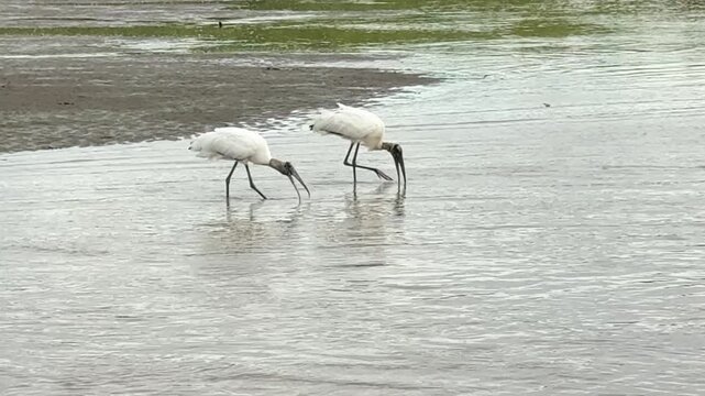 Wood Storks (Mycteria americana) on the River Tarcoles in Costa Rica