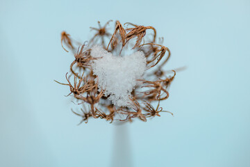 Lodowe serce © Anna