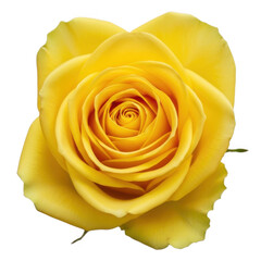 Beautiful yellow rose flower isolated on transparent background