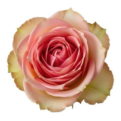 Beautiful pink rose flower isolated on transparent background