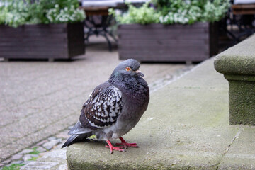 Urban pigeon standing on stone ledge