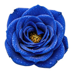 Vibrant blue rose with dewdrops on petals, isolated on transparent background