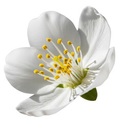 Beautiful white flower with yellow stamens isolated on transparent background