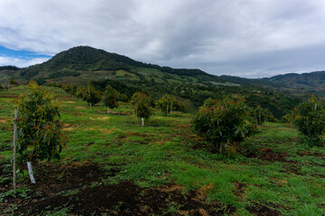 Fototapeta premium Panoramic view of a young avocado grove with a massive mountain peak and dramatic clouds in a high-altitude tropical agricultural landscape.