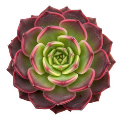 Beautiful echeveria succulent plant with green and red leaves isolated on transparent background