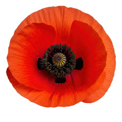 Vibrant red poppy flower close-up isolated on transparent background
