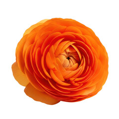 Beautiful orange ranunculus flower isolated on transparent background