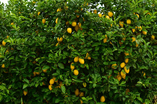 Ripe yellow lemons fruit hanging on tree in lemon farm. Banches of fresh lemons with green leaves in Italian garden. Harvest on the farm.