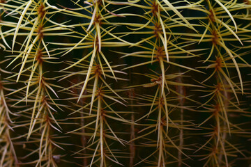 Fototapeta premium Cactus Thorn Spike surface texture. Golden ball cactus .Large round green cacti needles close up. Nature background.