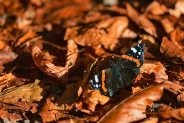 Obraz premium Closeup image of butterfly