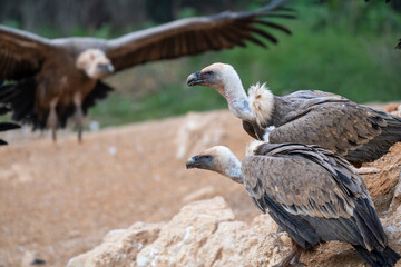 Griffon vultures eating time, Teruel, Spain