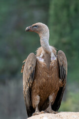 Obraz premium Griffon vultures portrait, Teruel, Spain