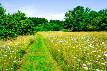 Summer meadow flowers in the park.  © Lara Red
