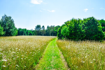 Summer meadow flowers in the park.  © Lara Red