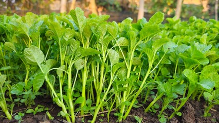 Obraz premium Fresh green leafy vegetables growing in fertile soil in an organic vegetable garden. Vegetable garden in the backyard. fresh spinach